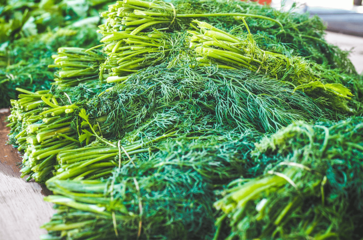 For Digestion and Insomnia: Discover New Ways to Use Healthy Dill at Home